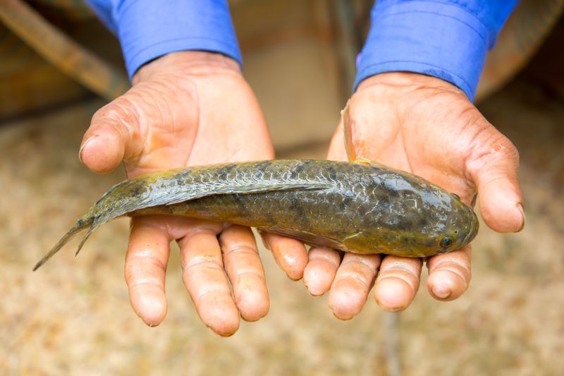 Meet The Real Vampire Fish