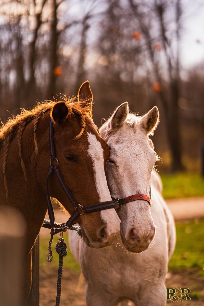 Meet The Rescued Herd Thoughtfully