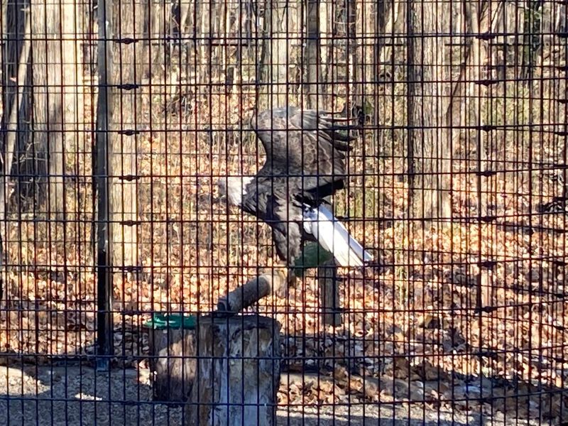 Meet The Resident Coyote And Rescued Animal Ambassadors