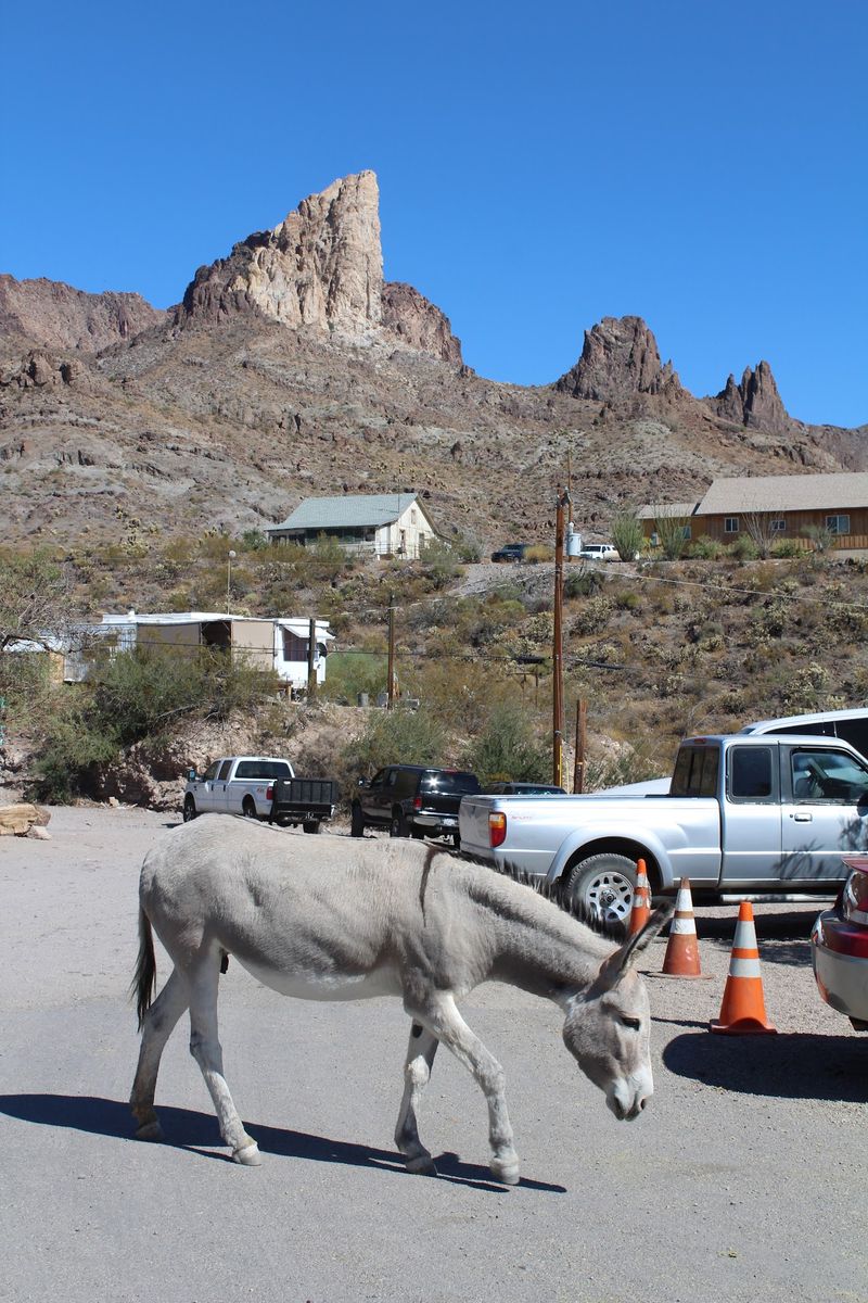 Meet The Shaggy Locals Who Run Main Street