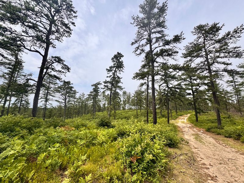 Meet The Shy Racer That Owns These Sandy Trails