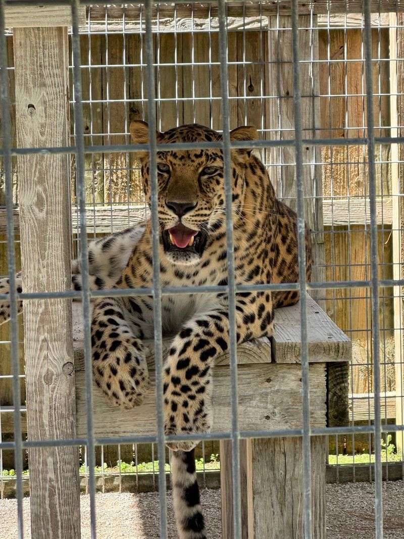 Meet The Snow-White Tigers