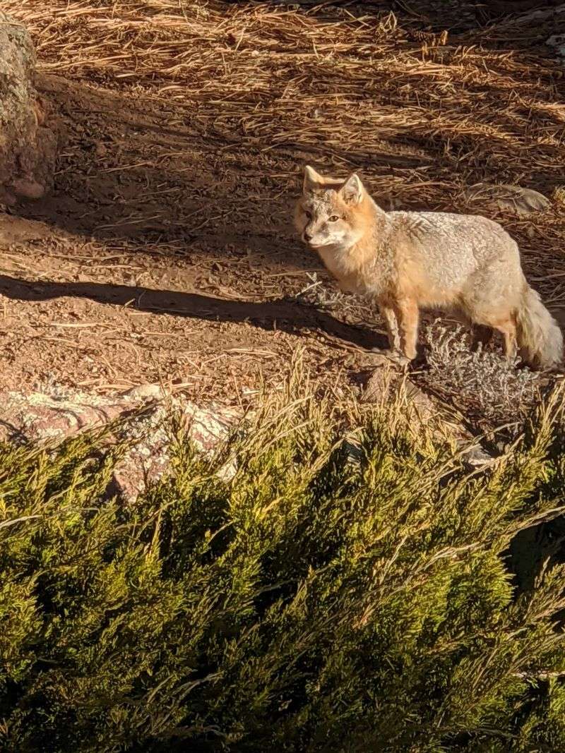 Meet The Tiny Swift Fox, A Plains Native Making A Comeback Meet The Tiny Swift Fox, A Plains Native Making A Comeback
