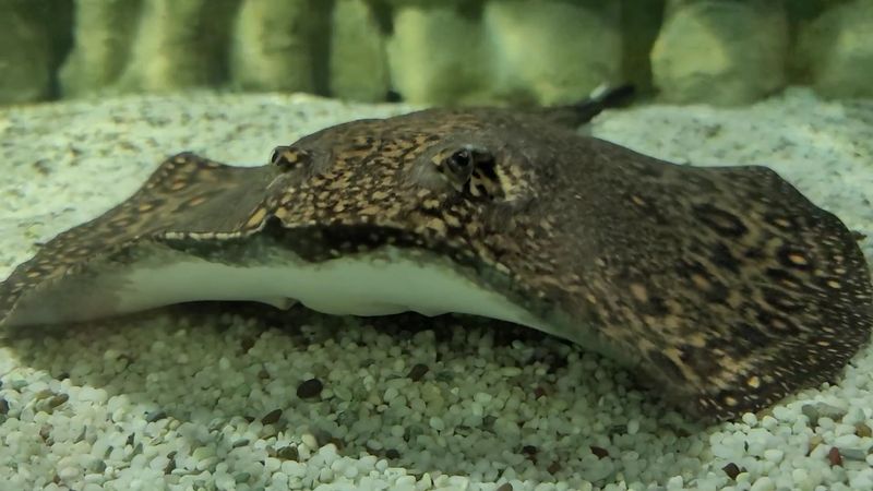 Follow The Great Lakes Tanks