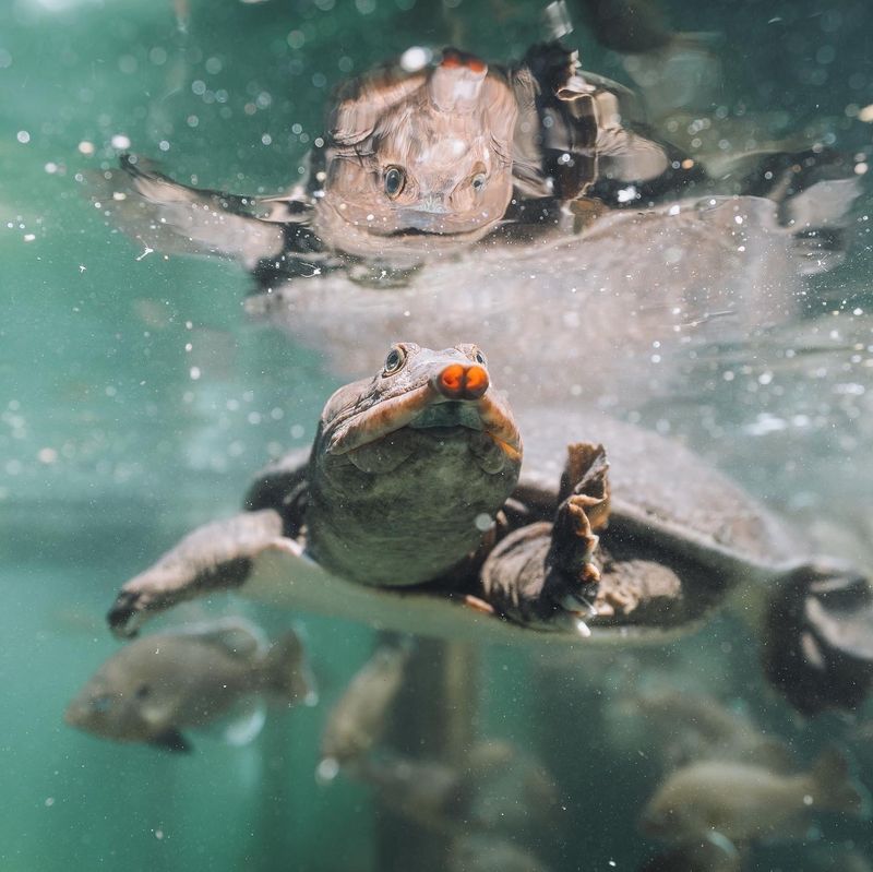 Meet Virgil And Turbo, The Famous Resident Turtles