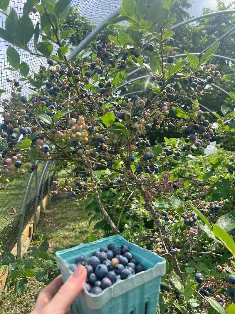 Fresh Berries Growing Right on the Farm