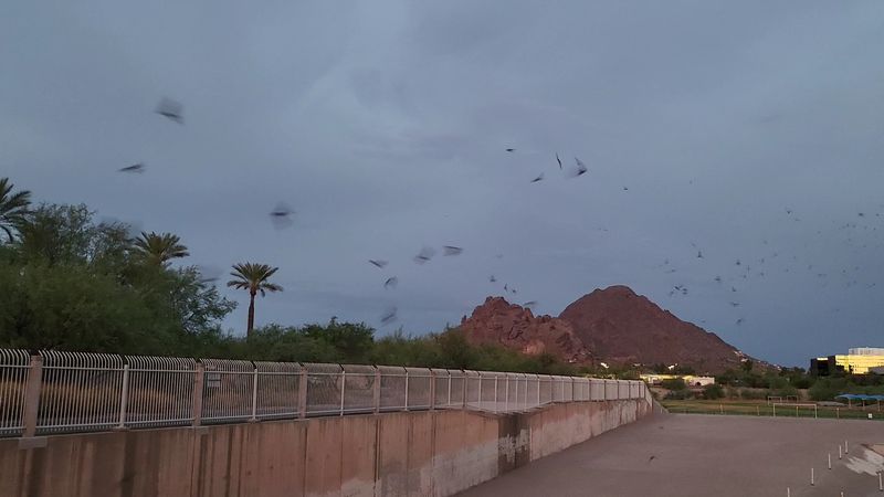 Meet the Mexican Free-Tailed Bats