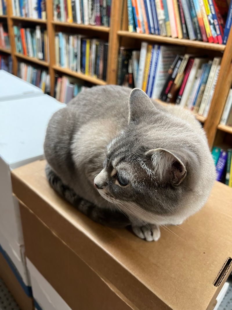 Meet the Resident Cats