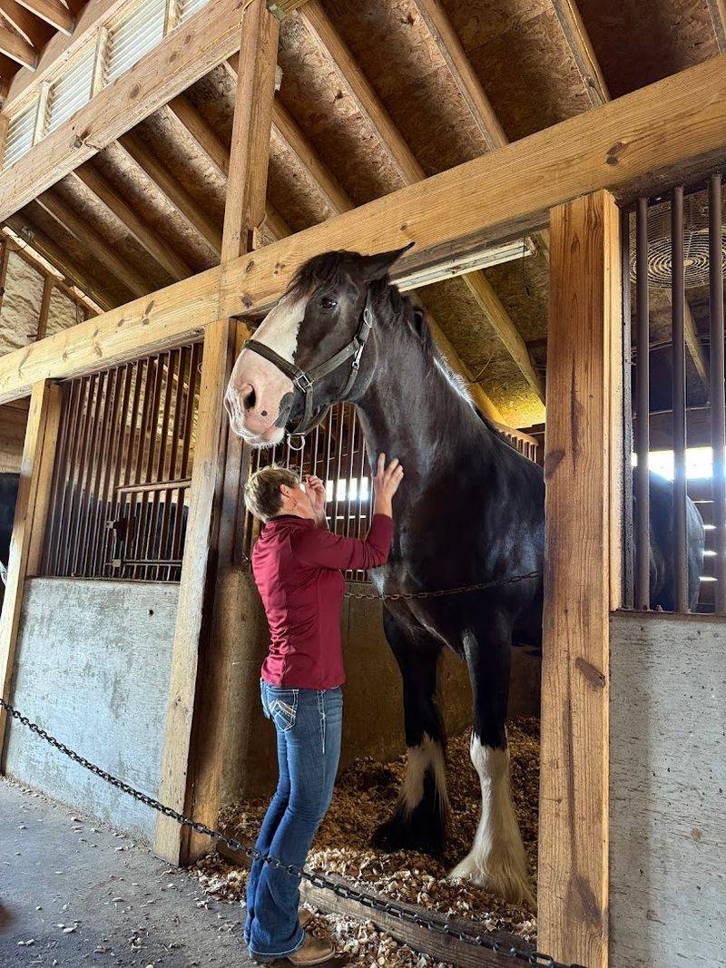 Meeting A Baby Clydesdale Up Close
