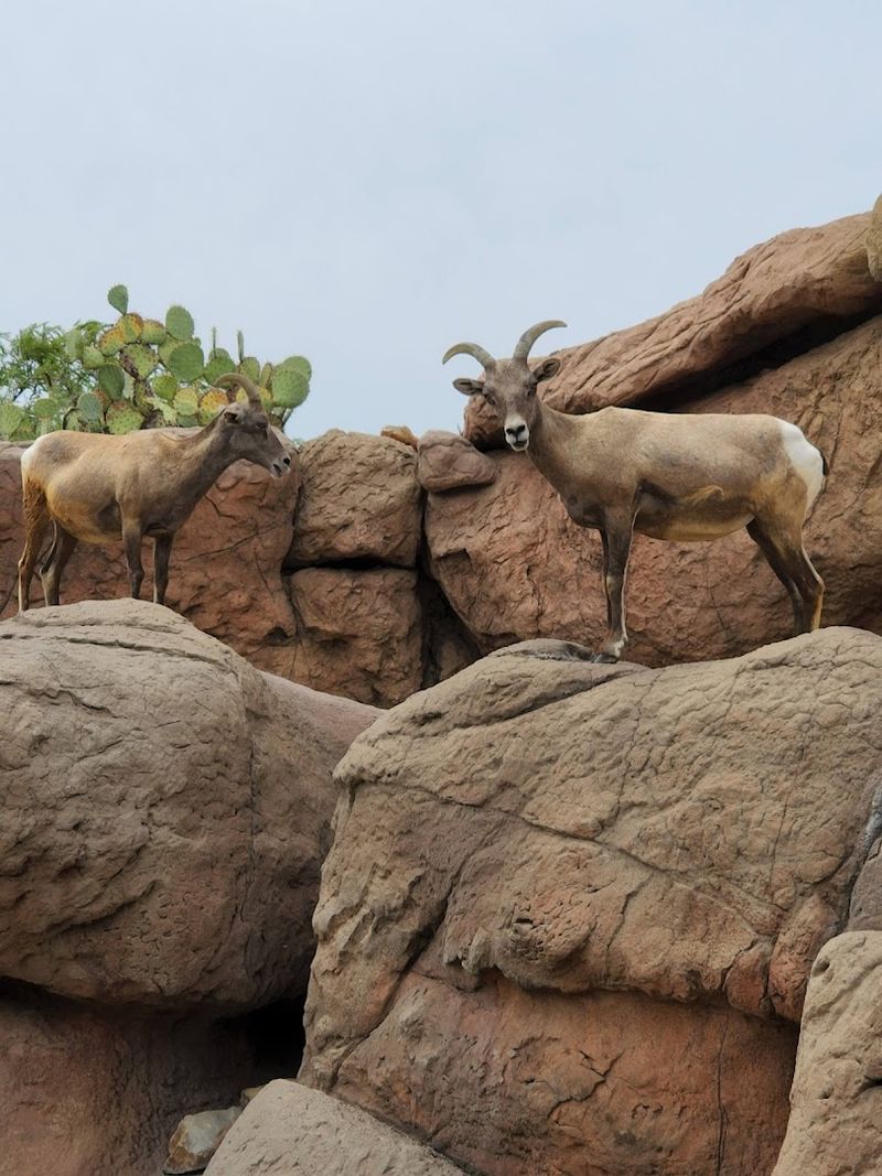 Bighorn Sheep In The Riparian Corridor