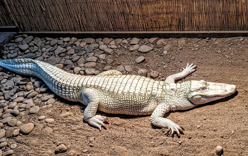 Meeting Giant Alligators, Including A Rare Albino Meeting Giant Alligators, Including A Rare Albino