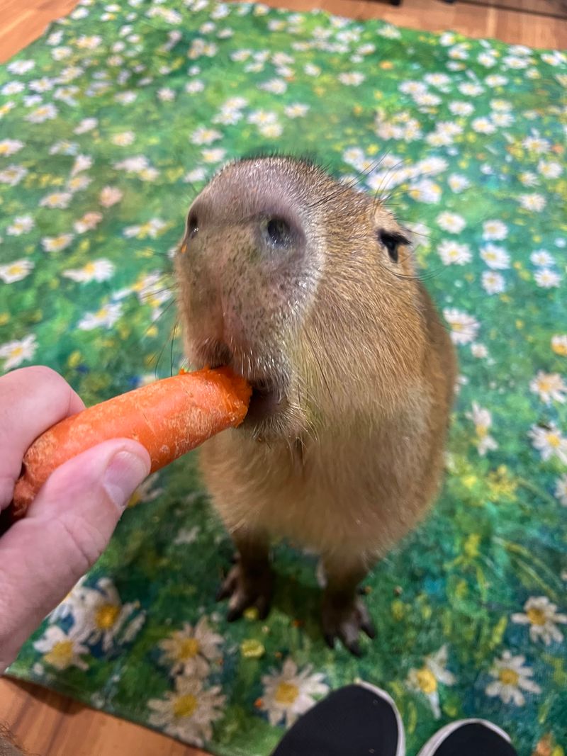 Meeting Pumpkin The Capybara Feels Like Pure Therapy