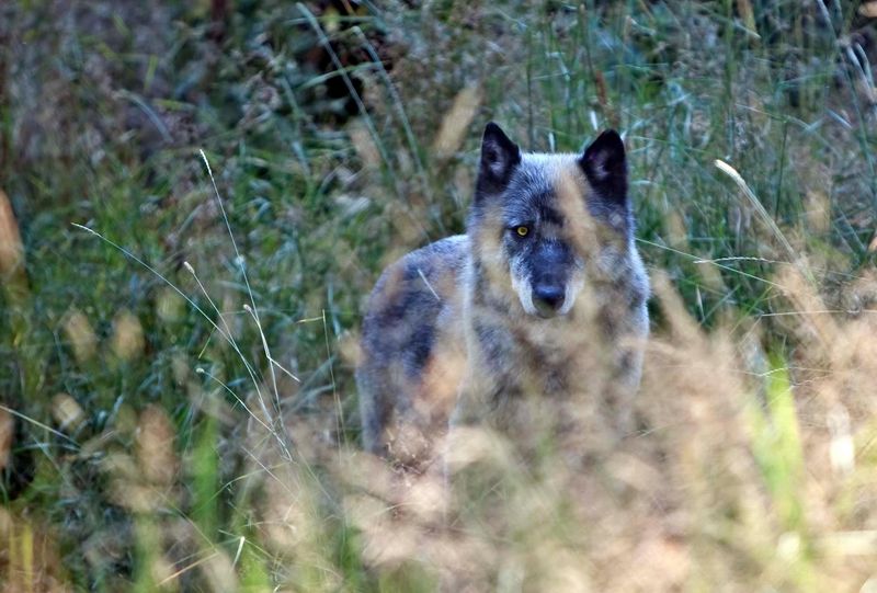 Meeting Real Wolves Face To Face