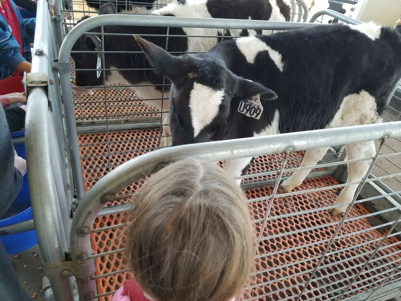 Meeting The Baby Calves Up Close
