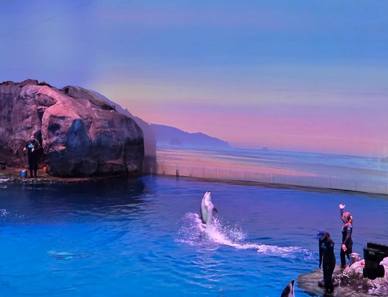 The Bottlenose Dolphin Shows That Delight All Ages