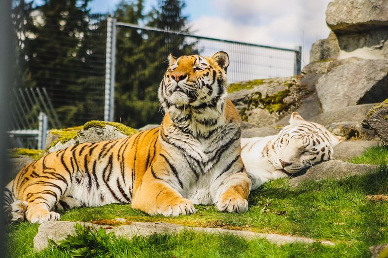Meeting The Bengal Tigers