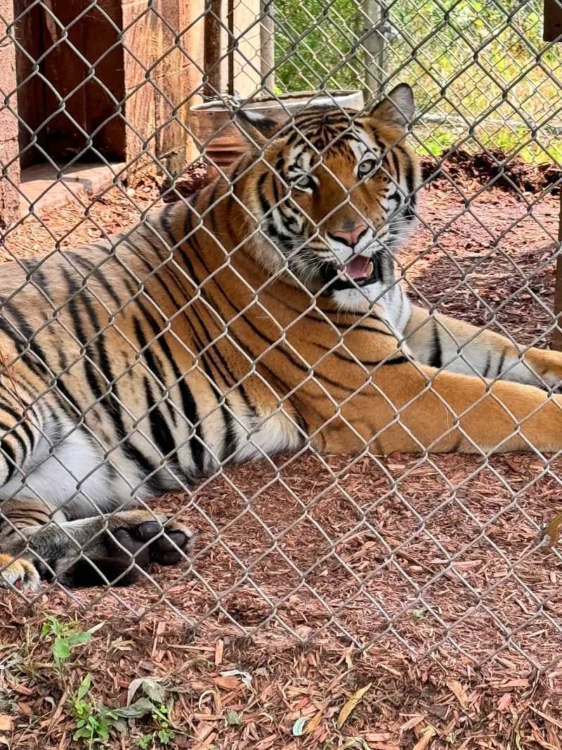Meeting The Big Cats And Exotic Animals