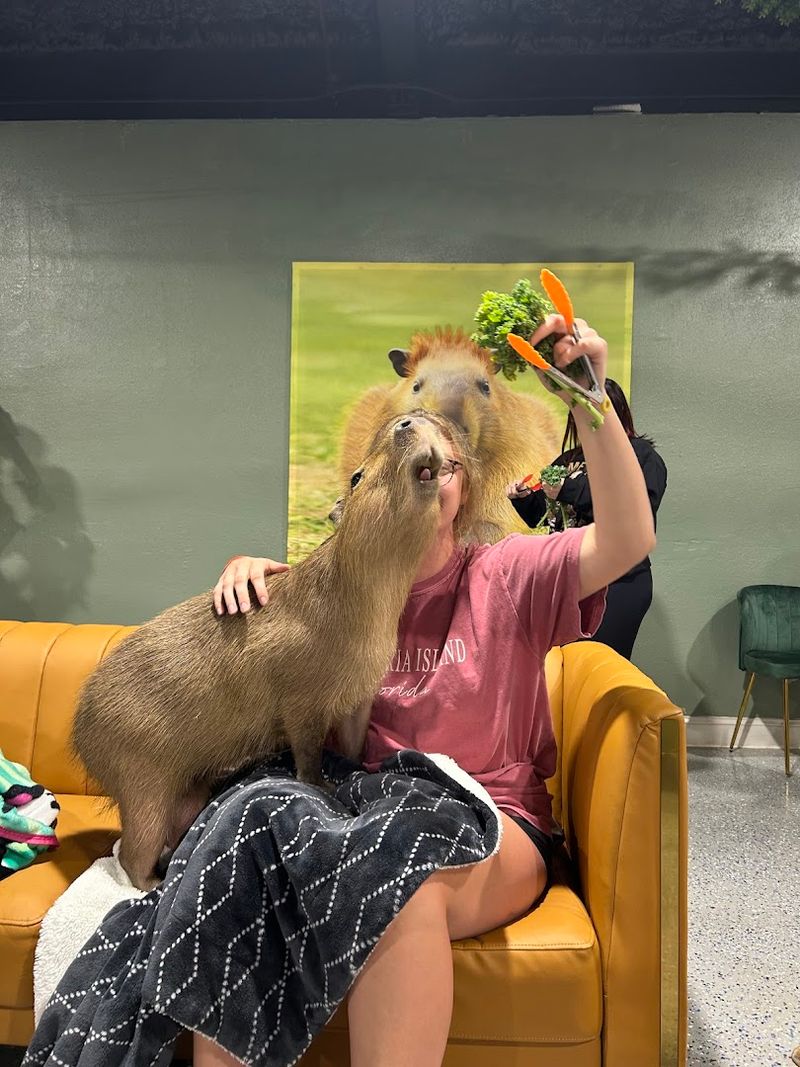 Meeting The Capybaras Up Close Is The Main Event