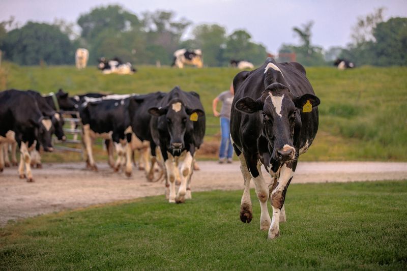 Meeting The Cows Face To Face Meeting The Cows Face To Face