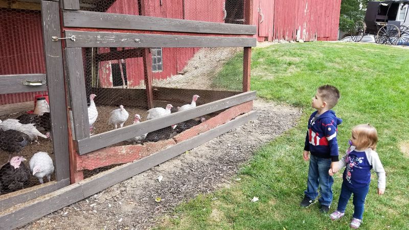Meeting The Farm Animals