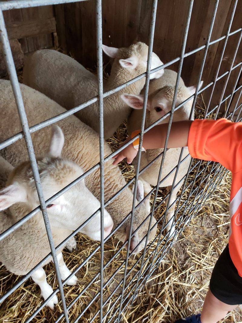Meeting The Farm Animals