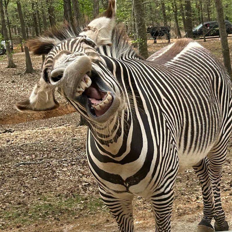 Zebras That Have Absolutely Zero Concept Of Personal Boundaries