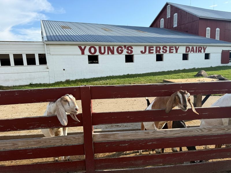 Meeting The Goats And Baby Calves