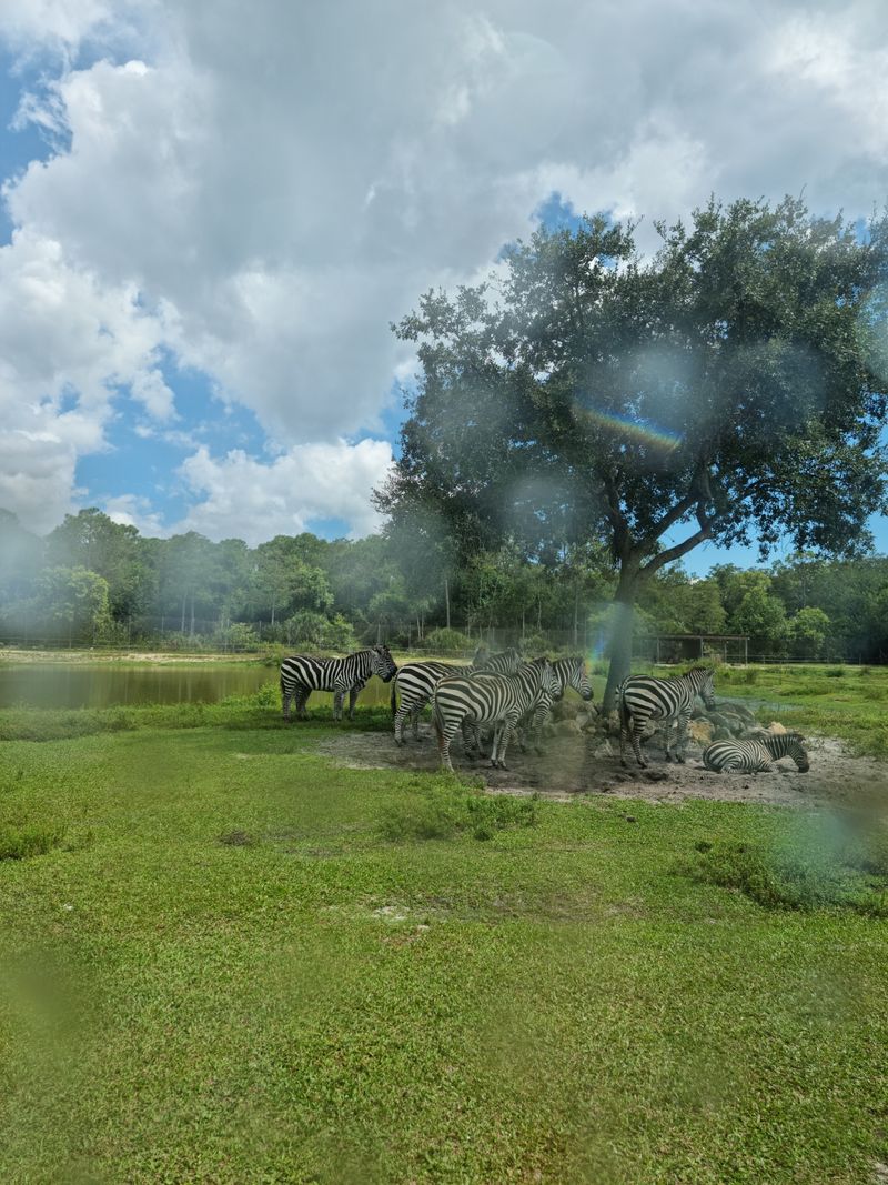 Zebras On The Shoulder