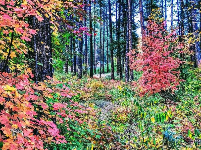 Meeting The Trees And Wildlife