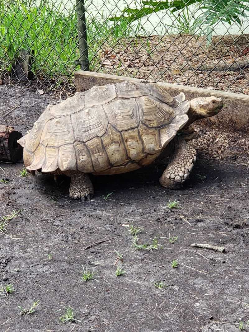 Meeting The Unexpected Furry And Feathered Residents