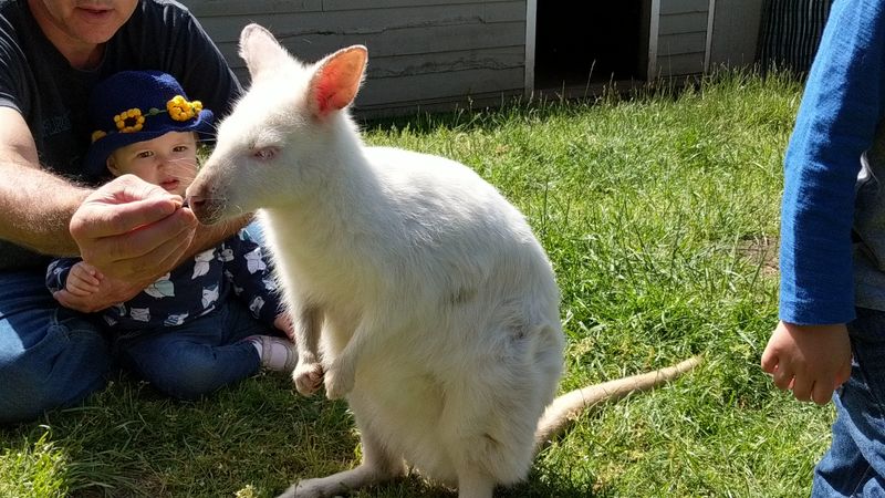 Meeting The Wallabies Up Close