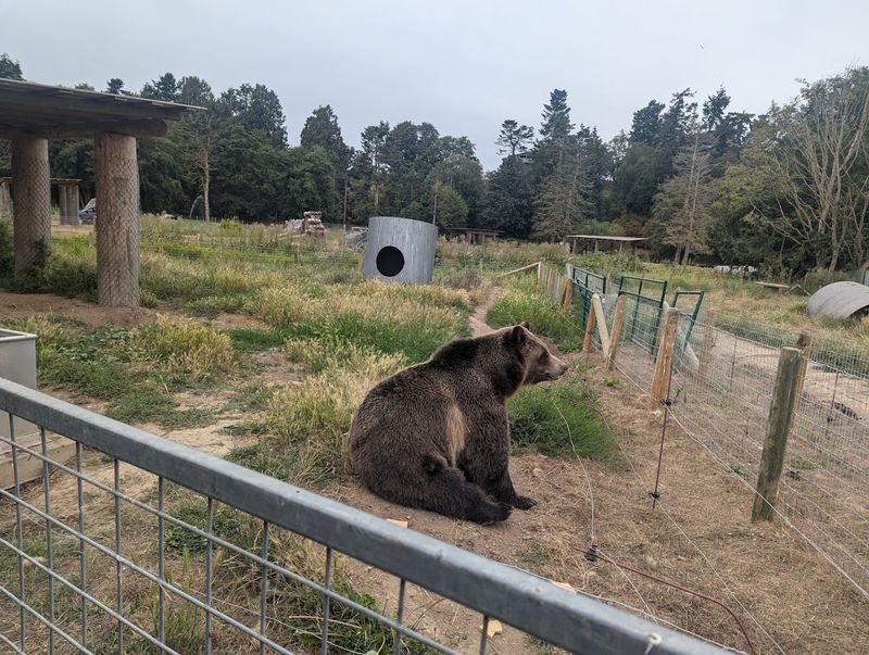 Meeting The Waving Bears Up Close