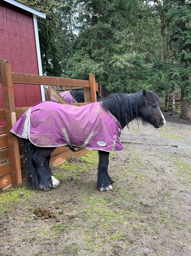 Meeting the Horses and Ponies Up Close