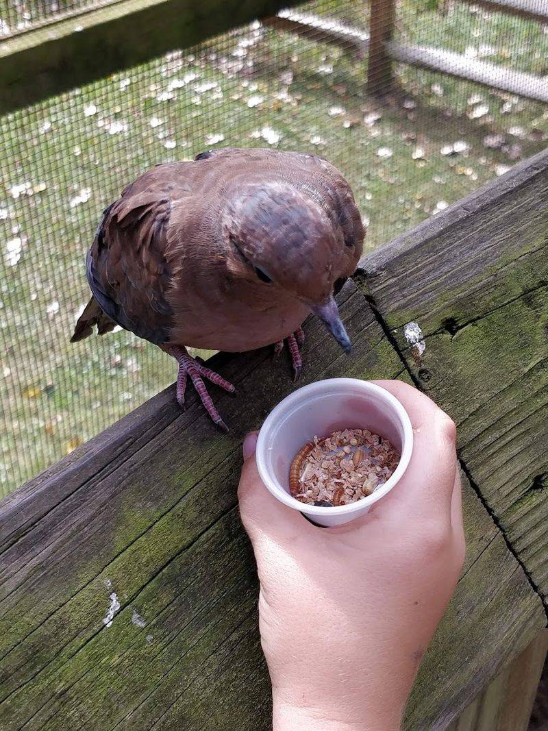 The Magical Songbird Aviary