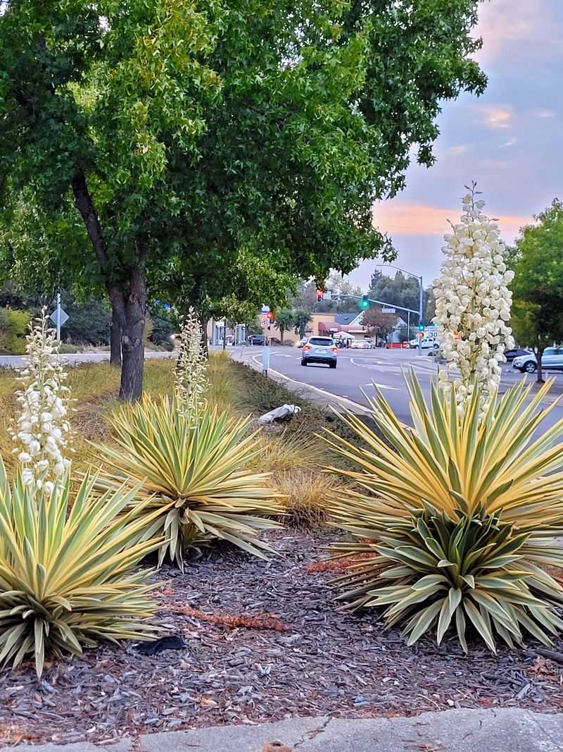 Healdsburg & Sonoma Country