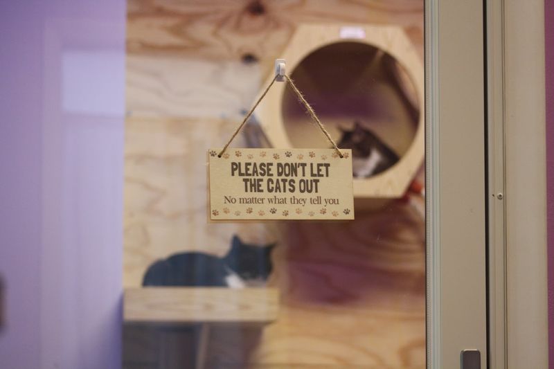 MeowTown Cat Cafe, Alton