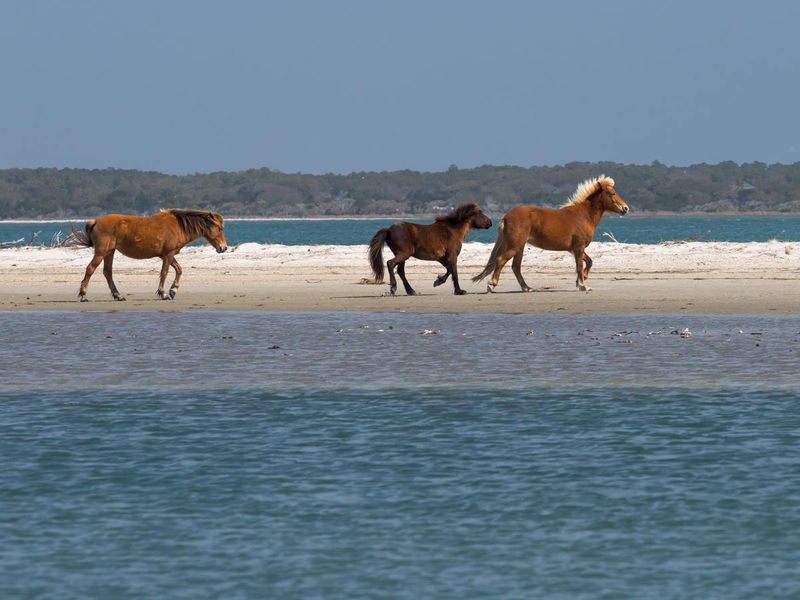 Shackleford Banks