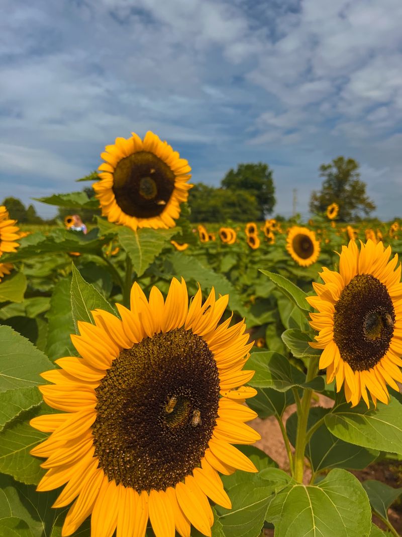 Merrymead Farm, Lansdale