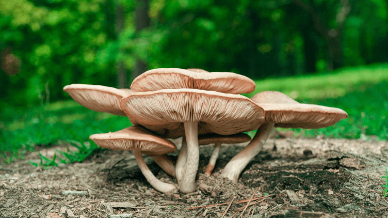 Mesick Mushroom Festival, Mesick Mesick Mushroom Festival, Mesick