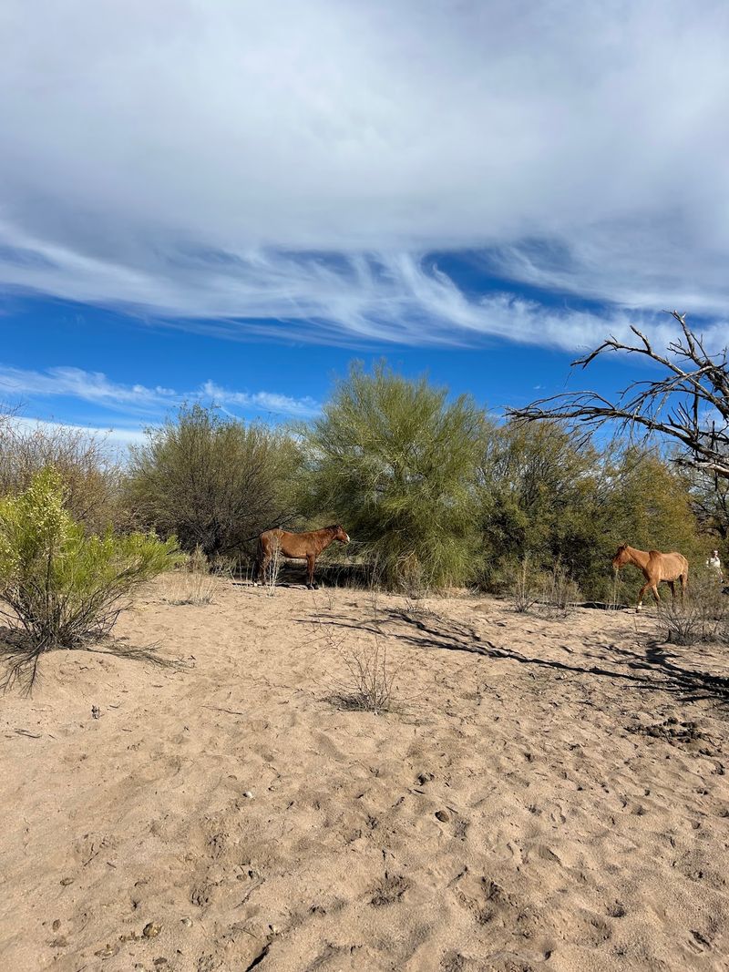 Mesquite Shade Makes Picnics Easy