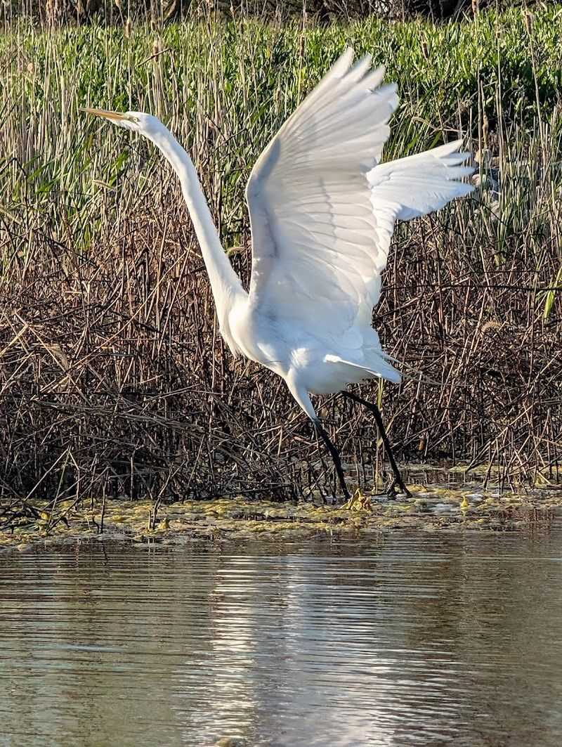 Howard Marsh Metropark, Curtice, Ohio