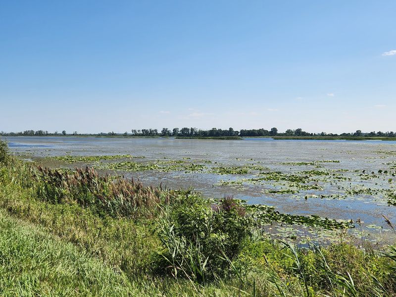 Metzger Marsh Wildlife Area, Bono