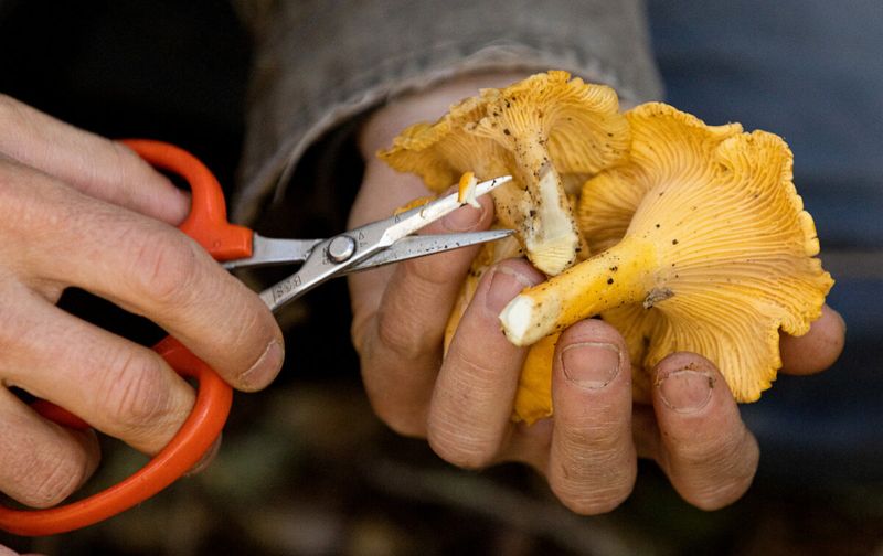 Mushroom Foragers' Secret Stash