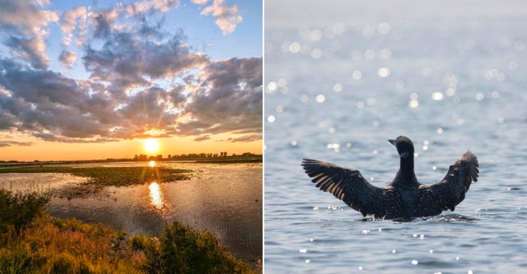 Best Birdwatching Spots In Michigan