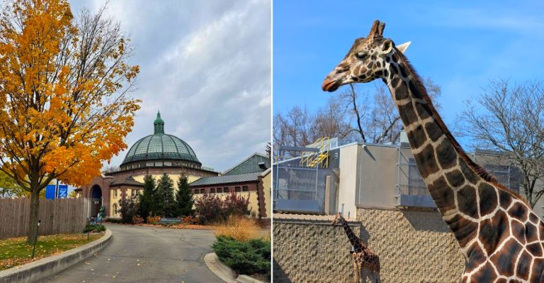 Scenes from the Detroit Zoo