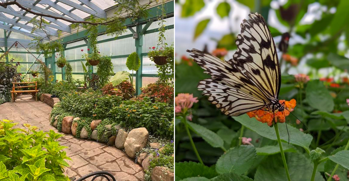 Inside GT Butterfly House & Bug Zoo