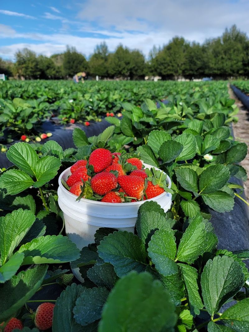 Mick Farms, St. Cloud