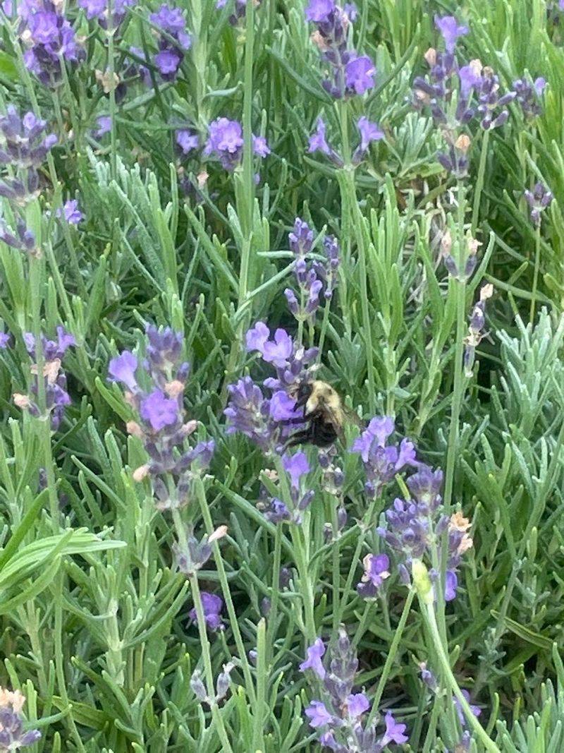 Mid Michigan Lavender