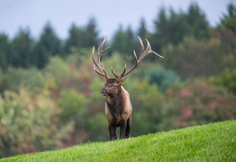 Mid September Through Mid October Is Bugling Season