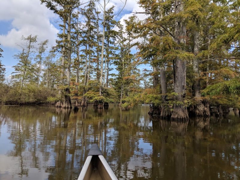 Cache River Wetlands Center, Cypress, Illinois